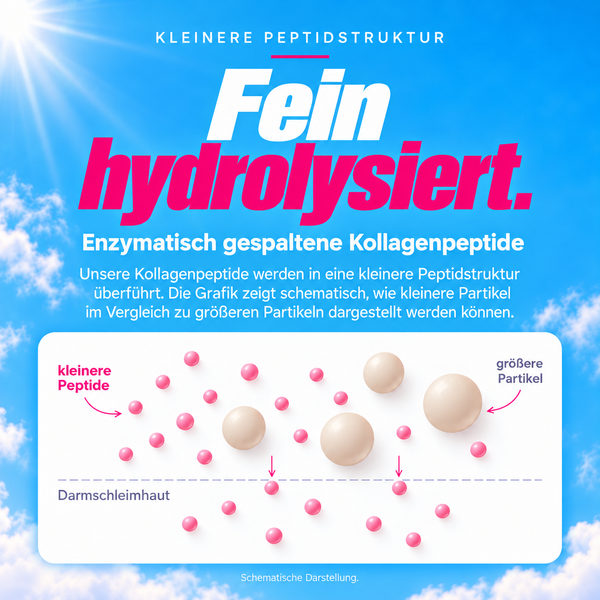 Infografik: fein hydrolysierte JUNGSAIN Kollagenpeptide – kleinere Peptide neben größeren Partikeln an der Darmschleimhaut, schematische Darstellung der enzymatisch gespaltenen Struktur
